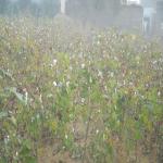 Vraj-Yatra-2014- (2206)